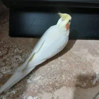 جفت لوتینو