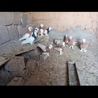 کبوتر
