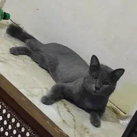گربه بریتیش نر
