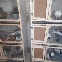 چند جفت کفتر جفتگاه خانگی درجه یک