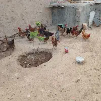 مرغ