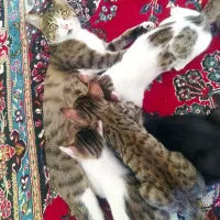 گربه مادروبچه
