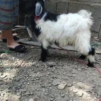 بزغاله اصل پاکستانی
