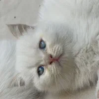 پرشین