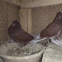 جوجه تضمینی
