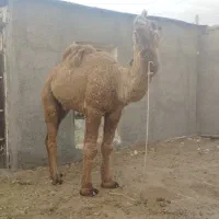 شتر گعود ۶ سال