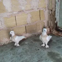 ماده طوقی کرم خال سیاه پاچکمه عروسک