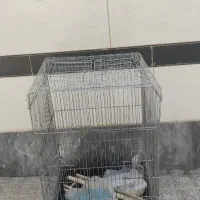 قفس پرنده