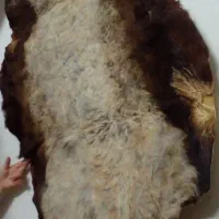 پوست گوسفند