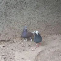 ی جفت کبوتر|پرنده|جوادآباد, |دیوار