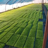 بانک نشا|خدمات باغبانی و درختکاری|تالش, جوکندان|دیوار