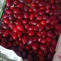 پخش عمده زغال اخته یوز