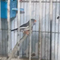 یک جفت فنچ
