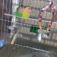 کوتوله بالغ