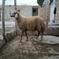 بره (کاور)