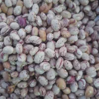 لوبیا چیتی