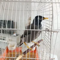 مرغ مینا 1سال ونیم