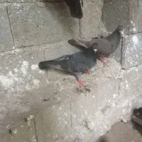 کبوتر یا کفتر پرشی بلند پرواز