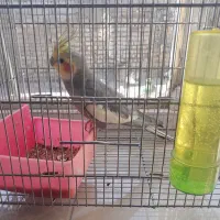 عروس هلندی