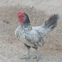 خروس سیبرایت یا تزئینی