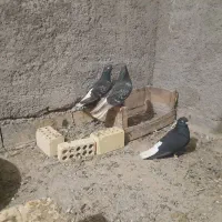کبوتر دم سفید