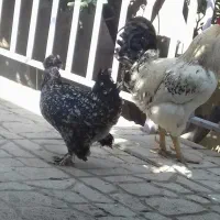 دو عدد مرغ محلی تخم گذار و خروس