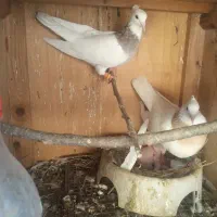 شش عدد کبوتر توقی