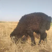 بره