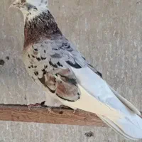 کبوتر|پرنده|میبد, |دیوار