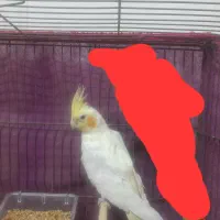 معاوضه با کفتر