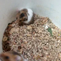 موش همسترنر ماده