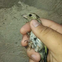 چنتا جوجه سهره