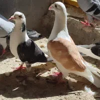 جفت نر و ماده مسافتی رنگ خاص پشتار  ۲۰۲۵