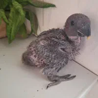جوجه طوطی اکلکتوس ماده