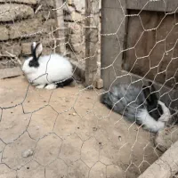 دوتاخرگوش پشمالو