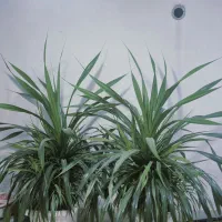 گل پاندانوس