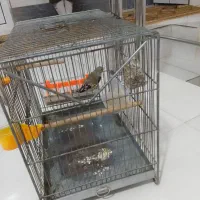 سهره کرمانی معاوضه بارسمی