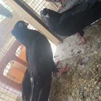صرب تسو و اتریش