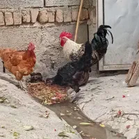 مرغ خروس محلیس