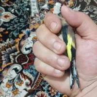 جوجه