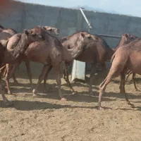 فروش شتر