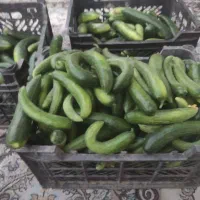 فروش خیار 40تومان