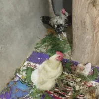 مرغ وخروس