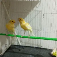 قناری و عروس‌ هلندی