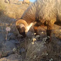 قوچ شاخی