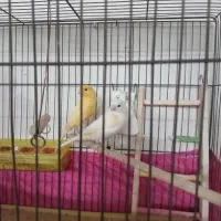 یک جفت قناری نر و ماده آماده آماده فروش فوری