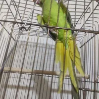 ملنگو نر جوان بسیار زیبا و  درشت