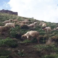 بزسانن ومیش