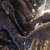 بره نردشتی