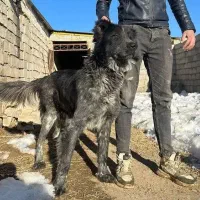 واگذاری دو قلاده سگه گله ای